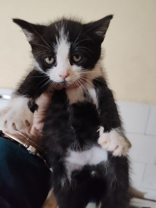 Spre adopție 3 pui de pisica
