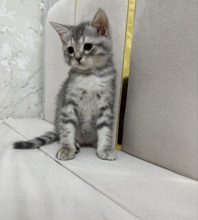 Котенок Шотландский