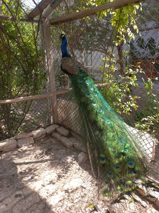 Товуслар сотилади