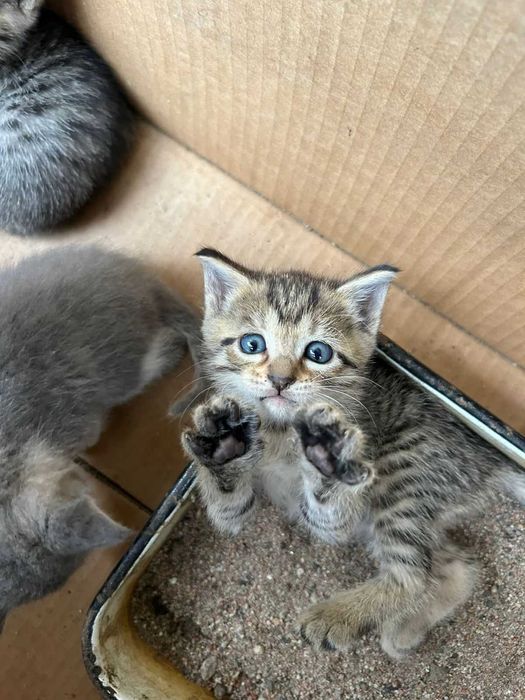Отдам котят (девочек) в хорошие руки