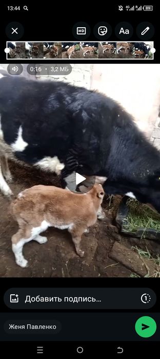 Дойная корова с теленком