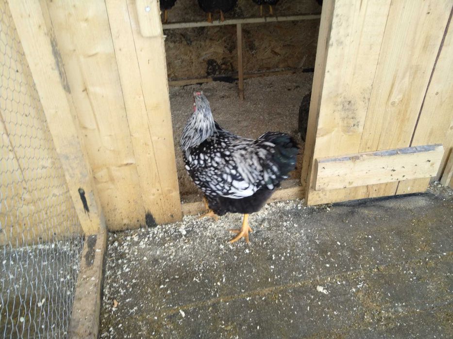 Vând cocoși, austrolorp, wyandotte roșu negru, argintiu, Sussex