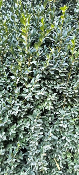 Продам самшит зелёный