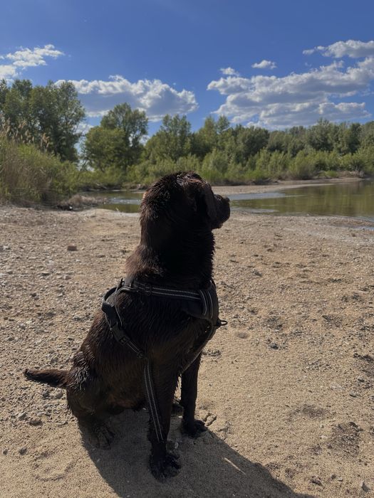 Продается лабрадор (шоколадный) кобель 2 года