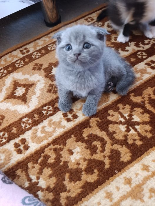 Mushukchalar sotiladi