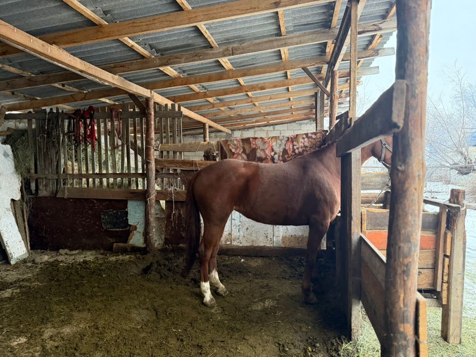 Чистокровный байтал