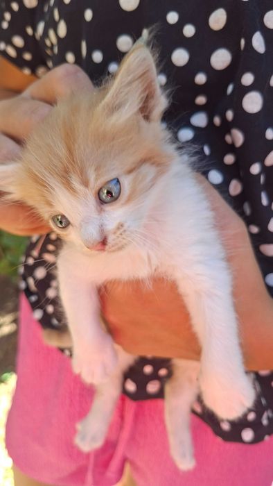 Подаряваме коте