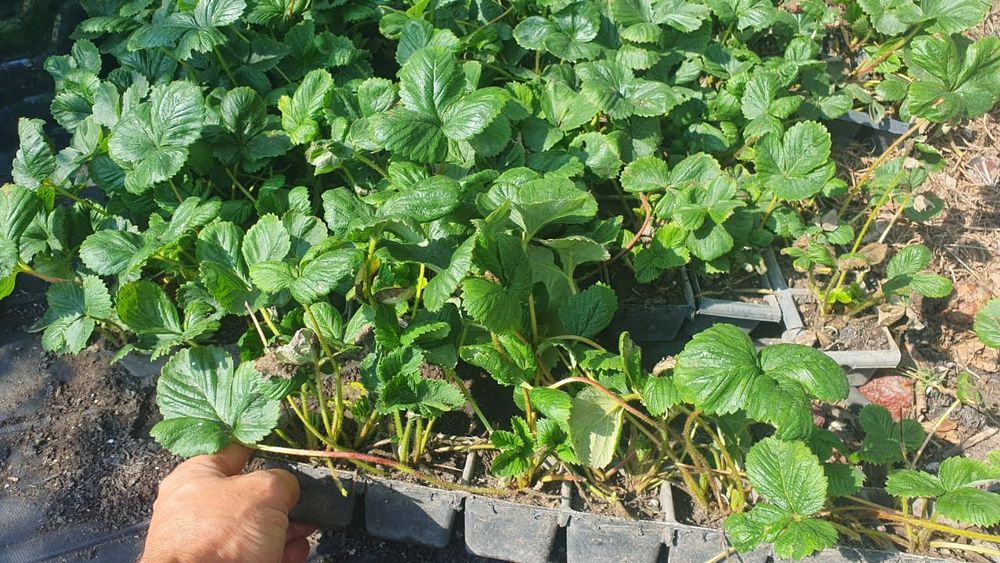 Продам клубнику кусты.