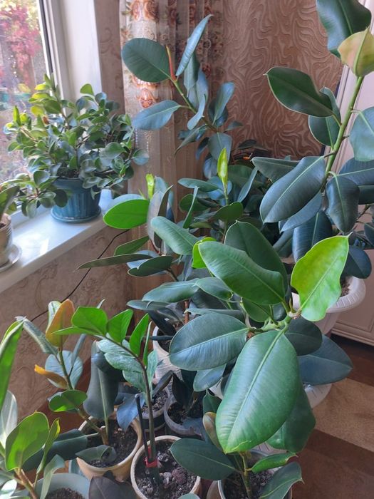 Гүл сатылады Талгар