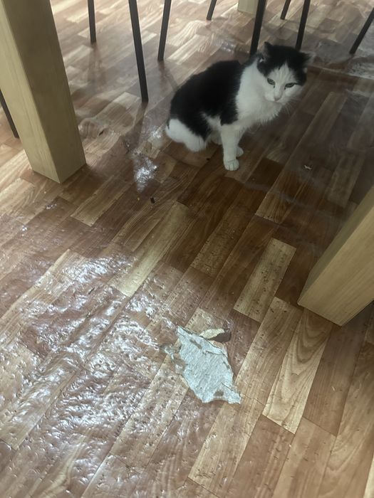 Пропал кот по кличке Симба