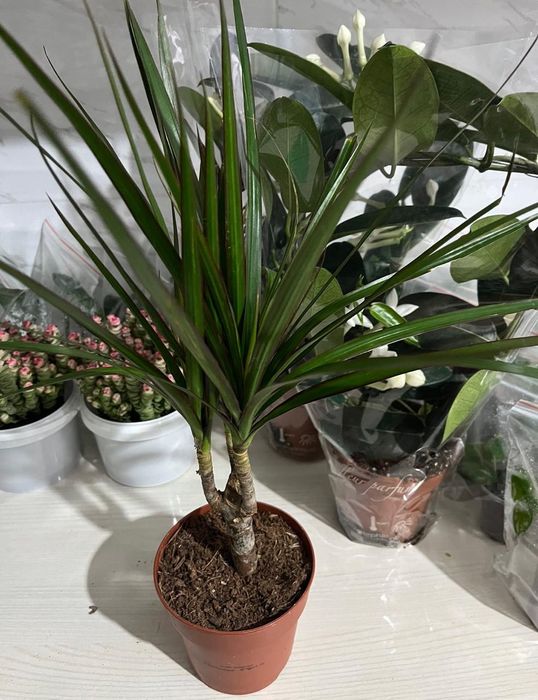 Комнатные растения