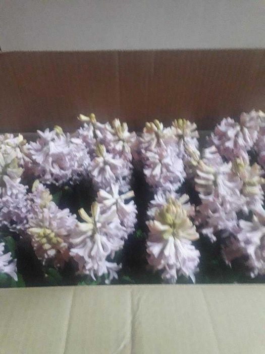 Цветя  за предстоящия празник