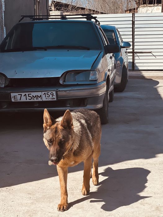 щенки немецкой овчарки