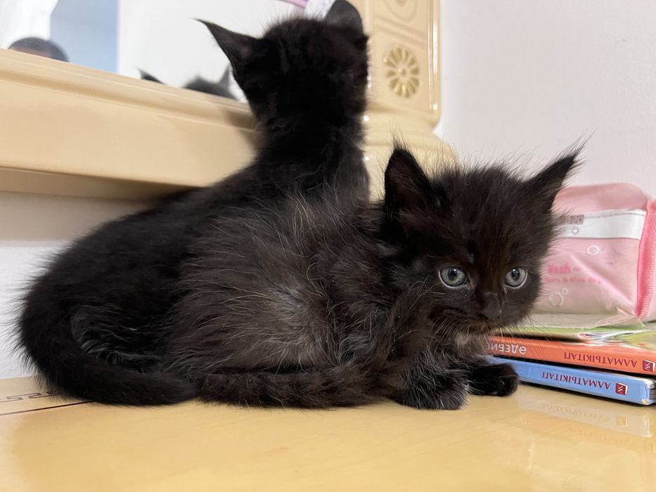 Мейн кун котёнок чёрный дым