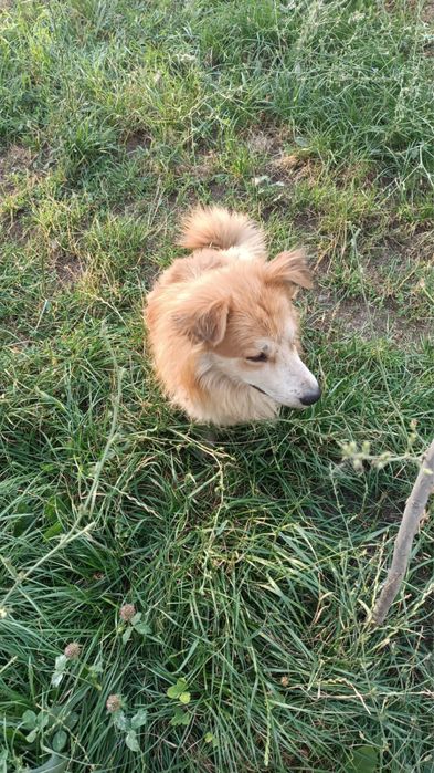 В добрые руки,добрый милый песик!