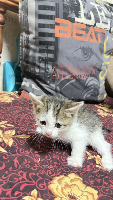 Отдам котят в добрые руки