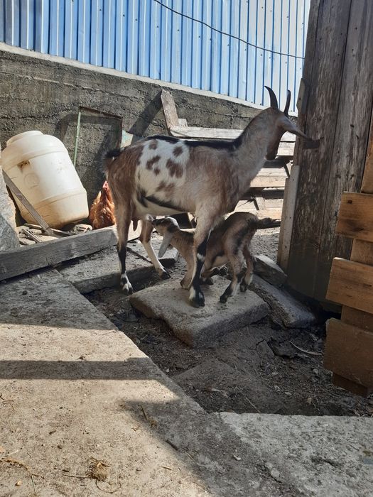 Capra cu ied anglo nubian