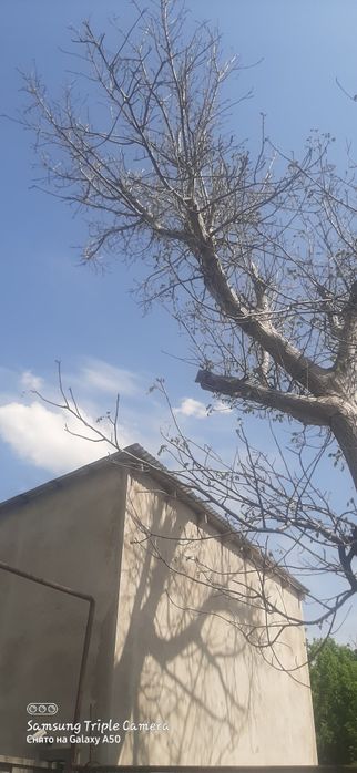 Дрова лес отдам даром орешина урюк клен