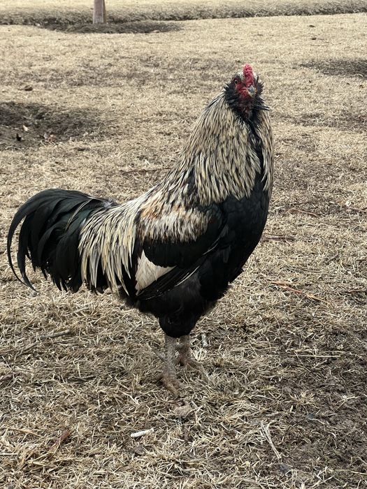 Семейка породы амераукана