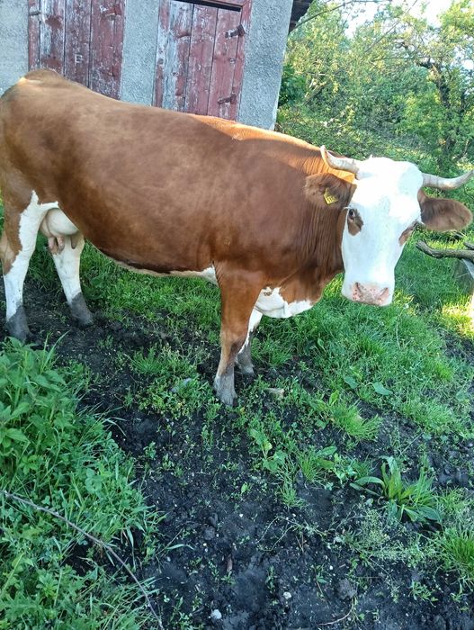 Vaca bălțată românească  de vanzare