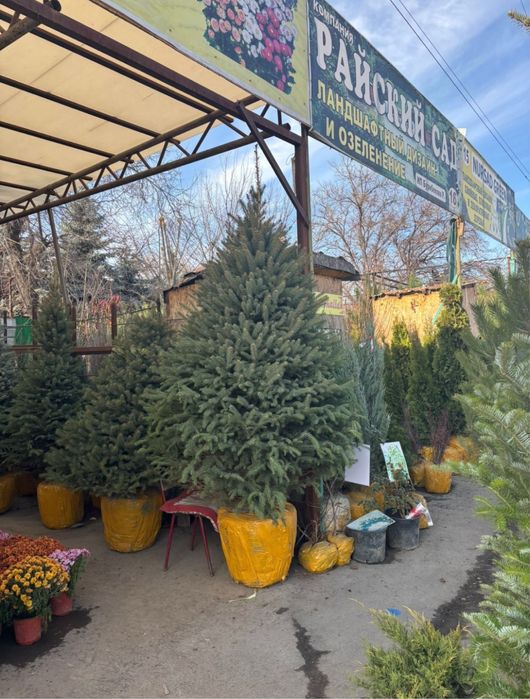 Саженцы көшеттер барлық түрі бар