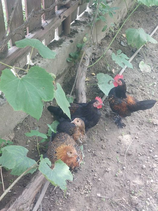 Vand cocosi si găinuse pitice