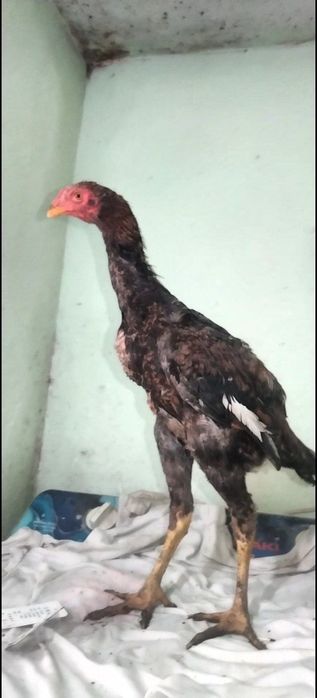 Дакан Жожалар Сотилади!