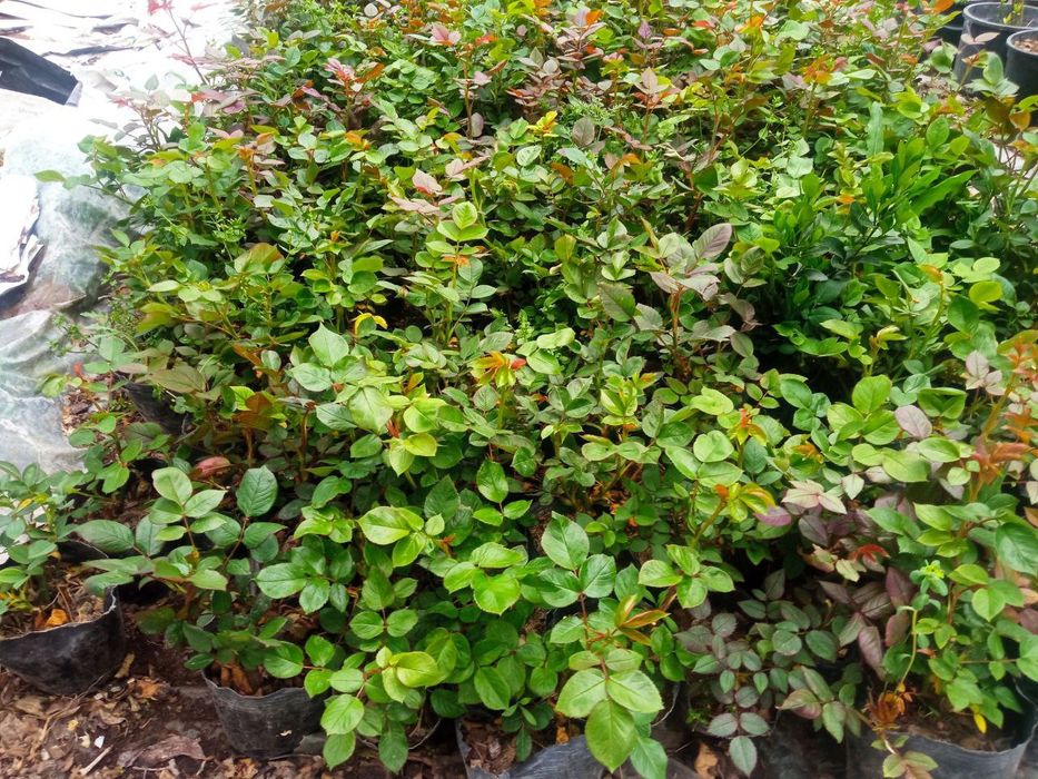 Атиргул чиринка кучатлари сотилади