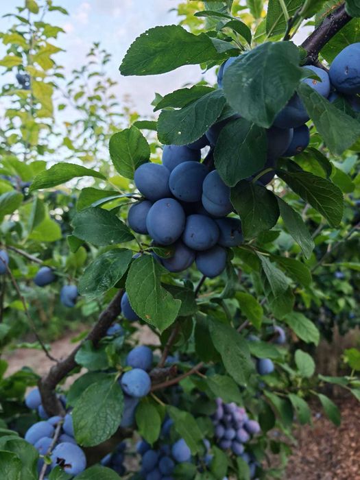 Prune de Vânzare