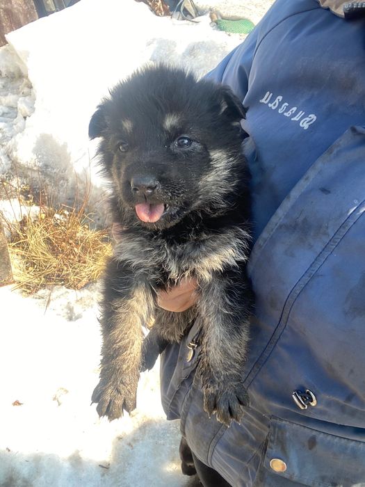 Отдам щенка европейской овчарки