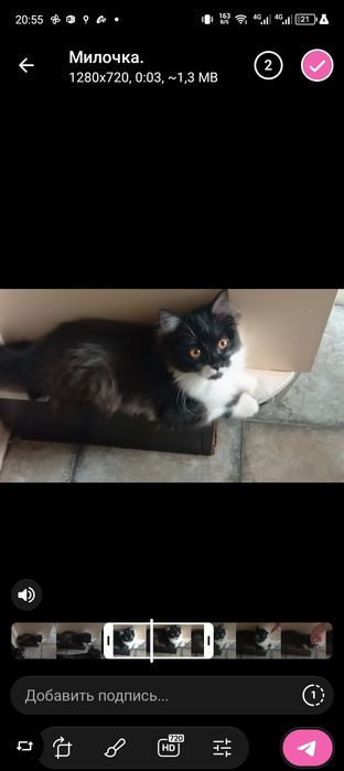 котенок девочка.