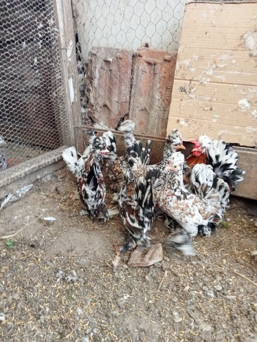 Продавам Бреговски джинки