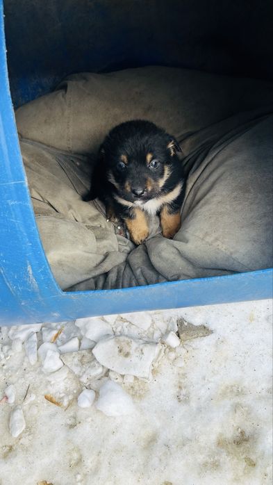 Отдам в добрые руки