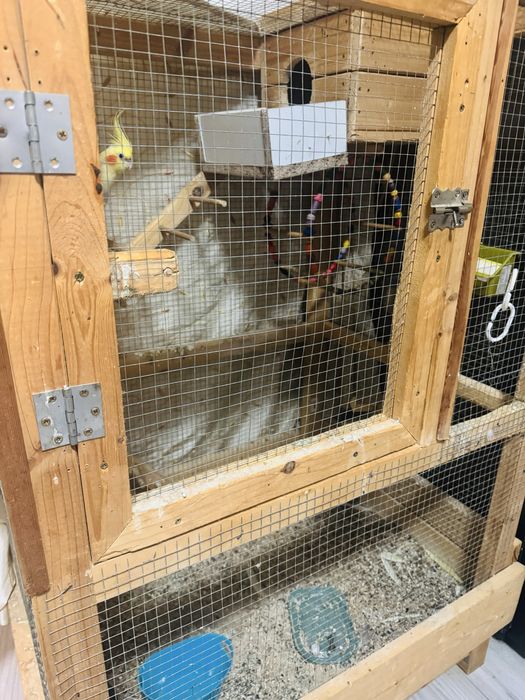 Vand papagali (Nimfe), parinti reproducatori 3 ani