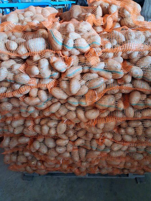 Cartofi de consum și de sămânță.