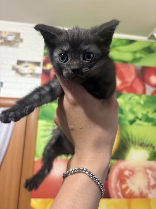 Котята в добрые руки! Очень ласковые