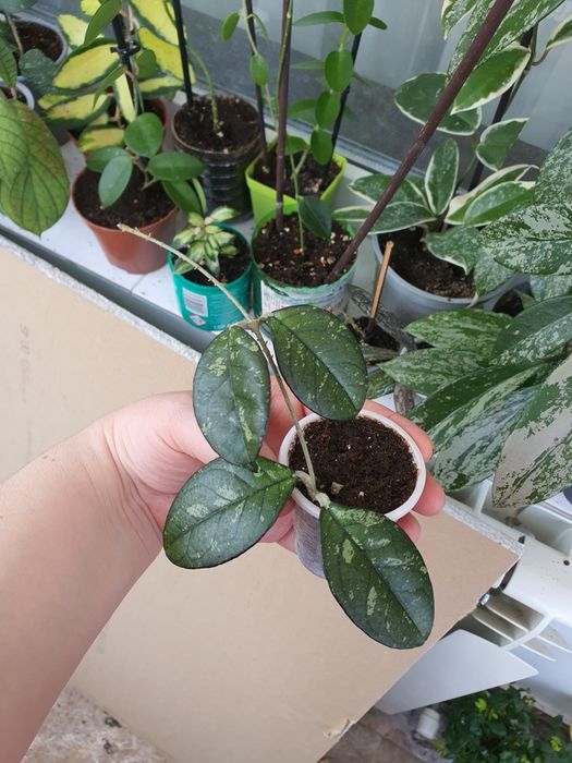 Hoya Crassipetiolata Splash