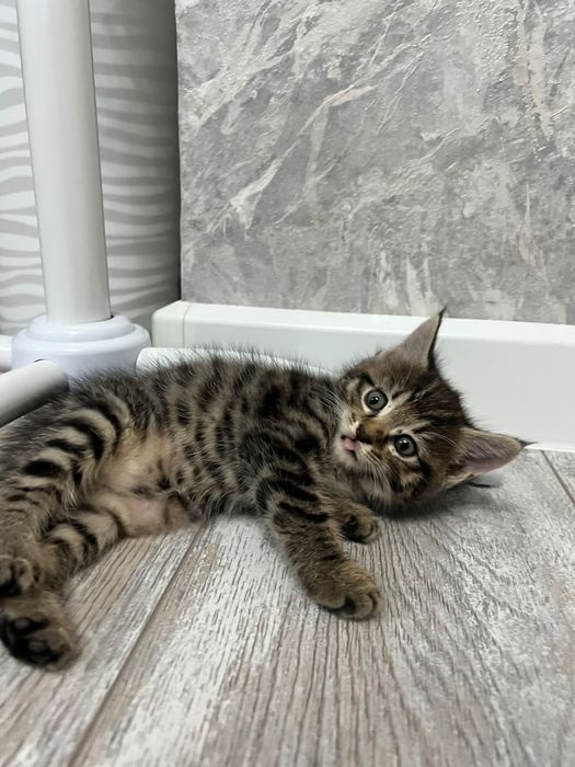 Отдам котят в добрые руки
