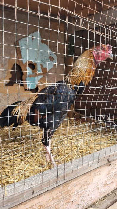 Продам Бойцовых Петухов