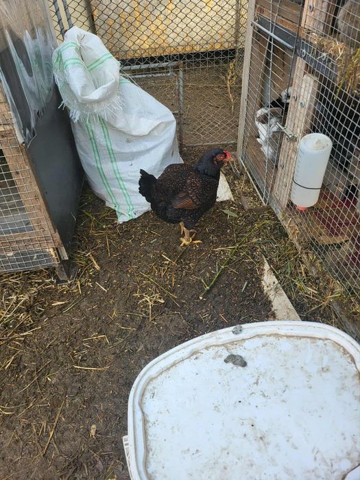 Puicuțe combatant indian