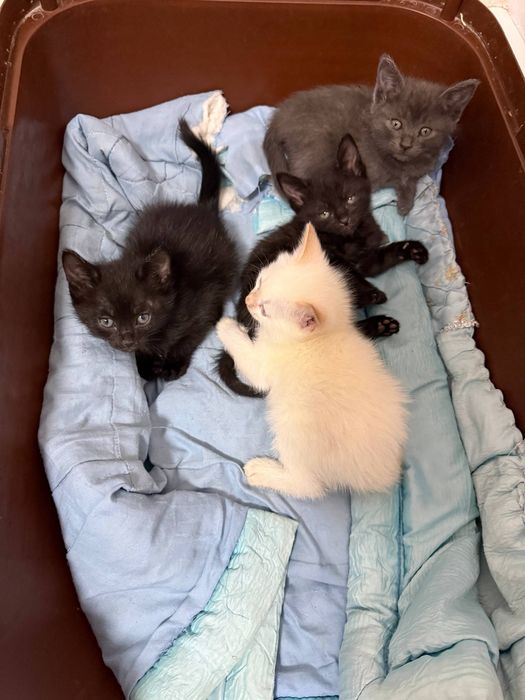 Продаются котята