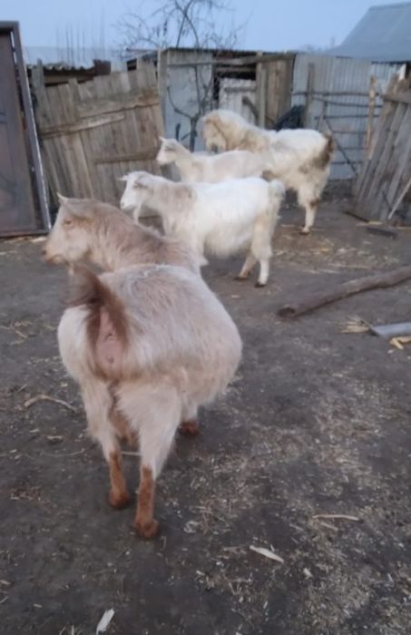 Capre de rasă saanen