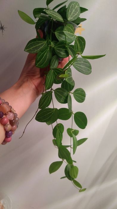 Дисхидия овата, продам