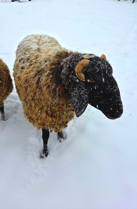 berbec de rasă carabaș