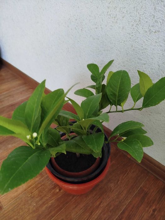 Деревца Лайма в цвету