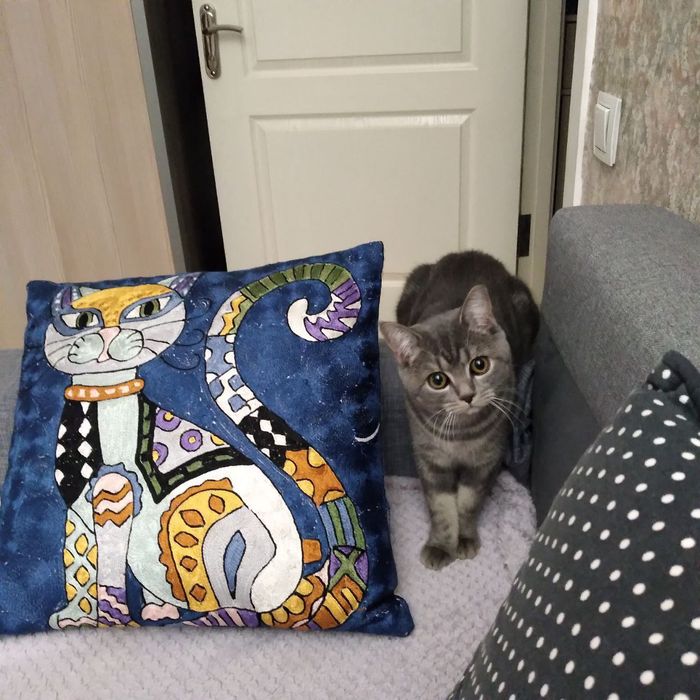 Продаются котята;шотландские прямоухие и шотландские вислоухие.