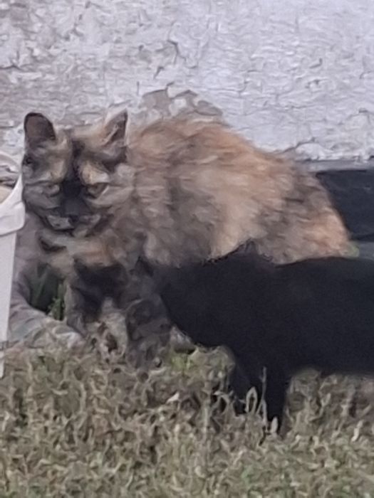 Отдаем 1 кошку 2 котят