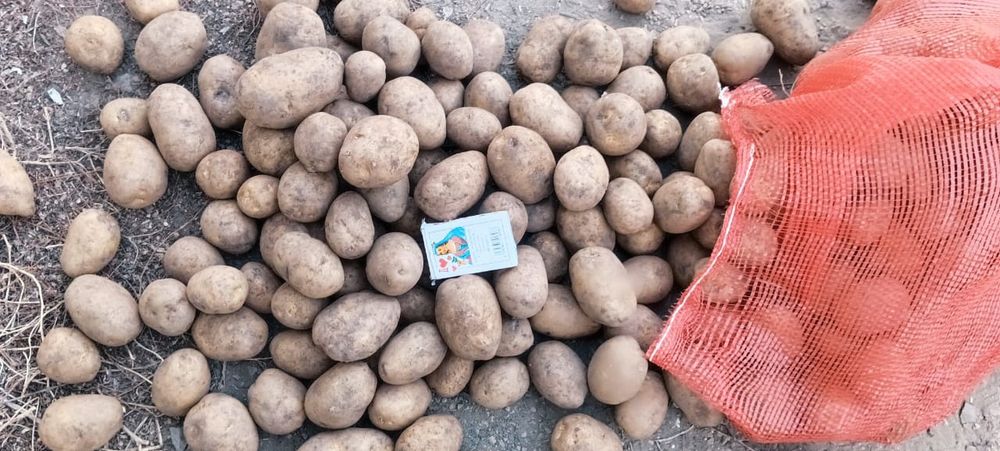 Картофель Гала.,