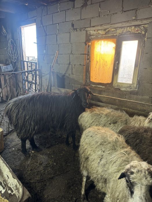 Продам 1 кошкар с откорма за 150 тыщ