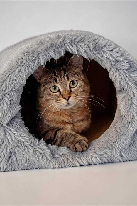 Кошечка Полли ищет дом!